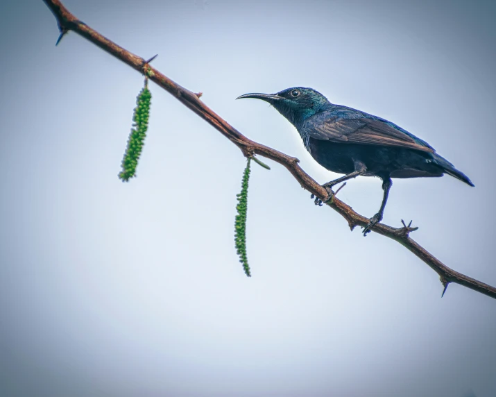 a bird on the nch of a tree