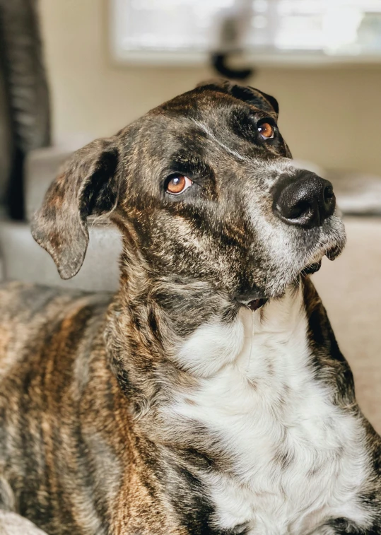 a dog sits on a floor with its eyes open