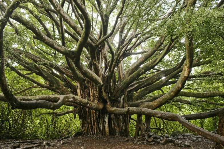 an old tree with lots of nches spread out