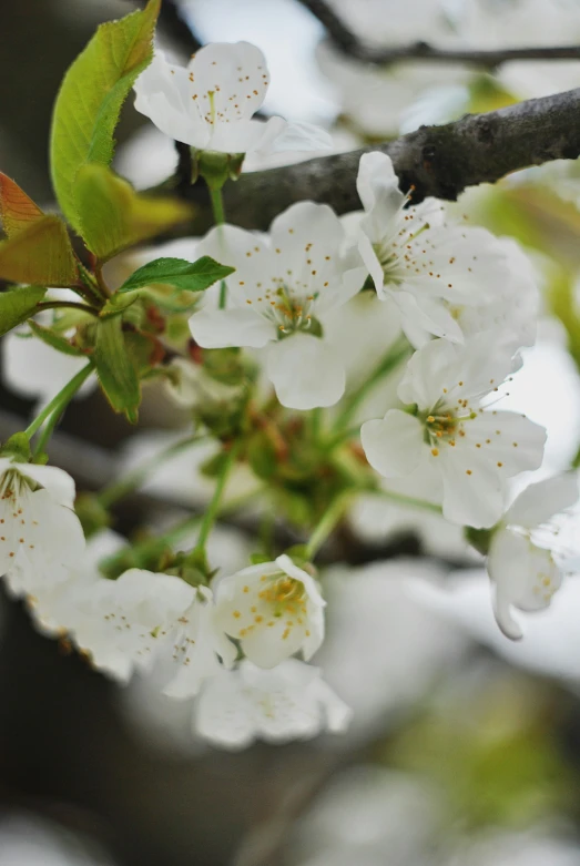 the nch of an apple tree with several flowers