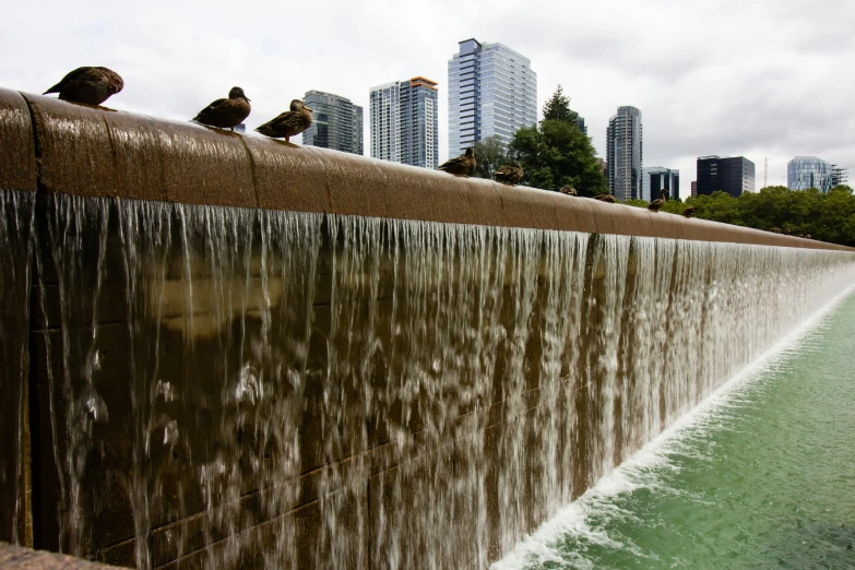 birds are perched on a waterfall wall overlooking the city