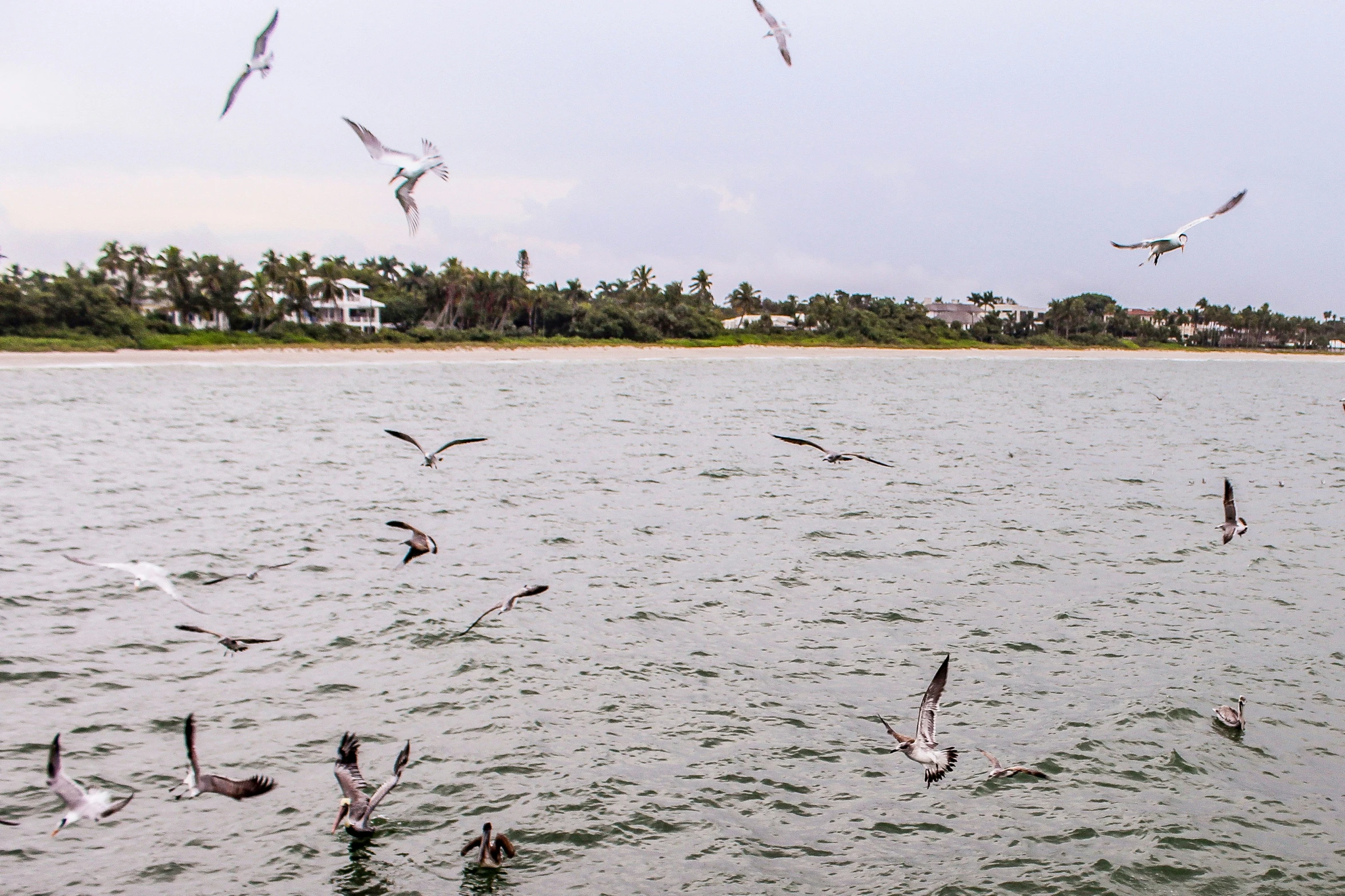 the large body of water is surrounded by seagulls