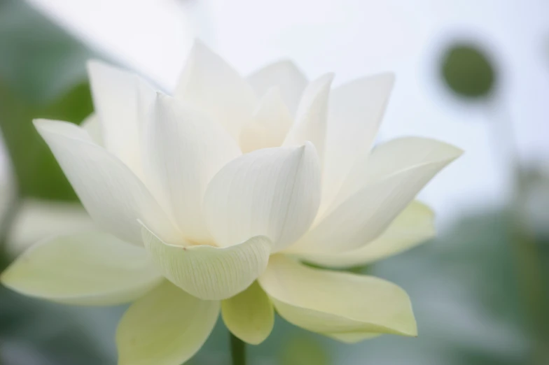 a white flower sitting on top of a plant