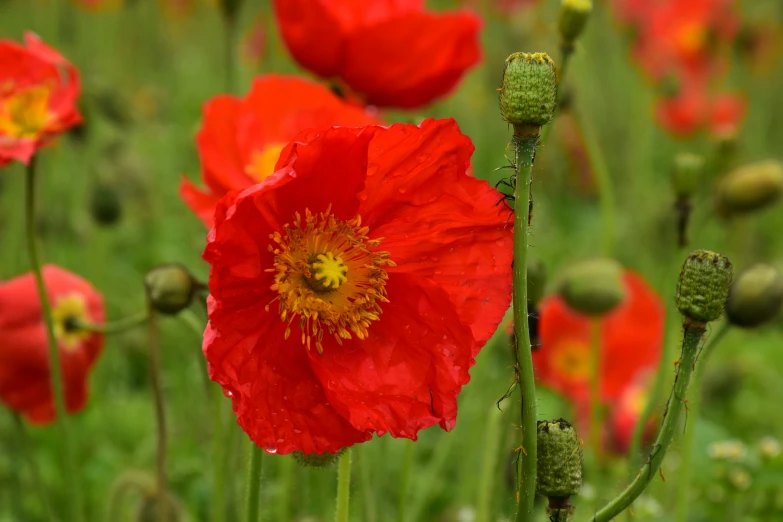 many red flowers bloom in the grass together