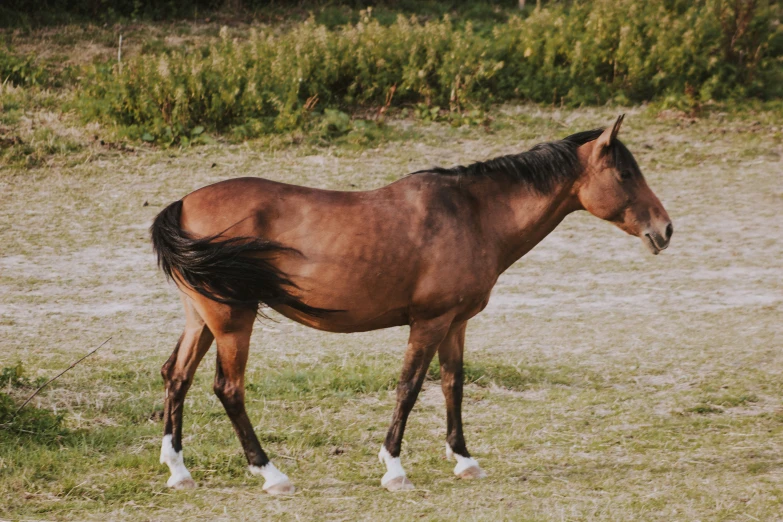 a brown horse is walking in the field