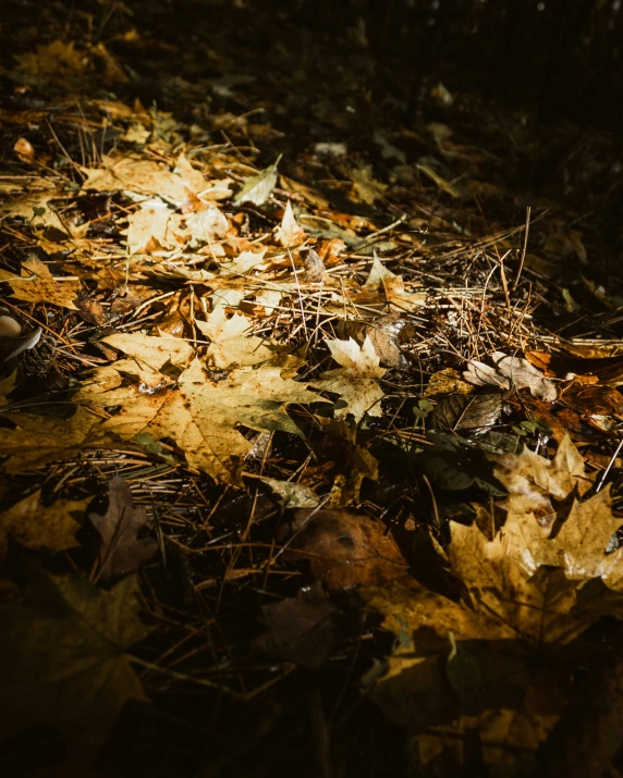 a yellow leaves laying on the ground next to some nches