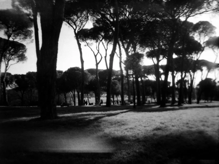 several tall trees sit on a grassy area with sun shining through the trees