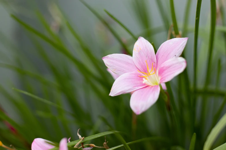 a couple of pink flowers are in a bush