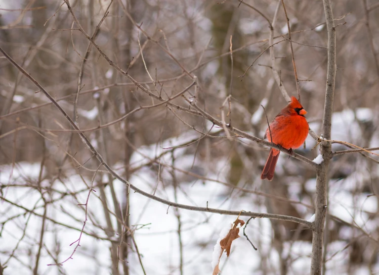 a red cardinal perches on a bare tree nch