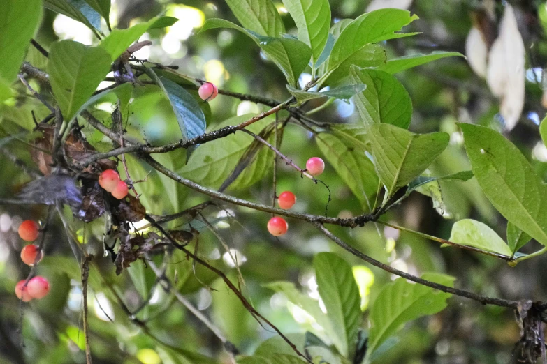 the berries on a tree are ripe and ready to be picked