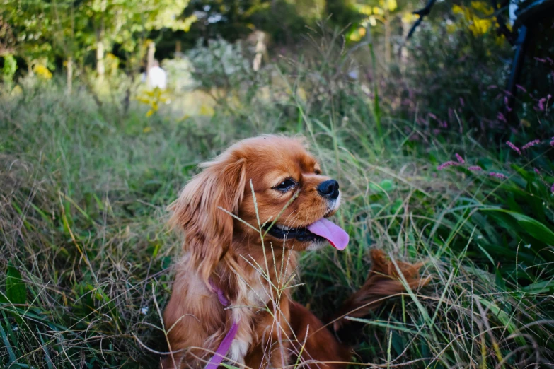 a long haired dog sitting in the tall grass