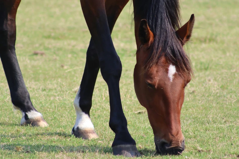 a large horse with black manes standing on a field