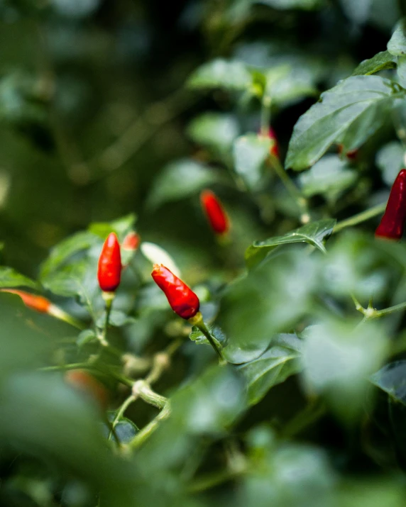 the small peppers are still on the plant