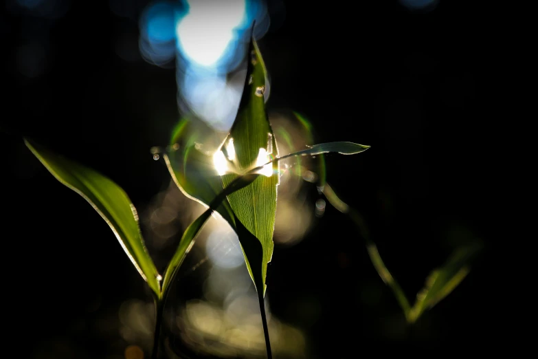 a leaf in the sunlight is shining down on the leafs