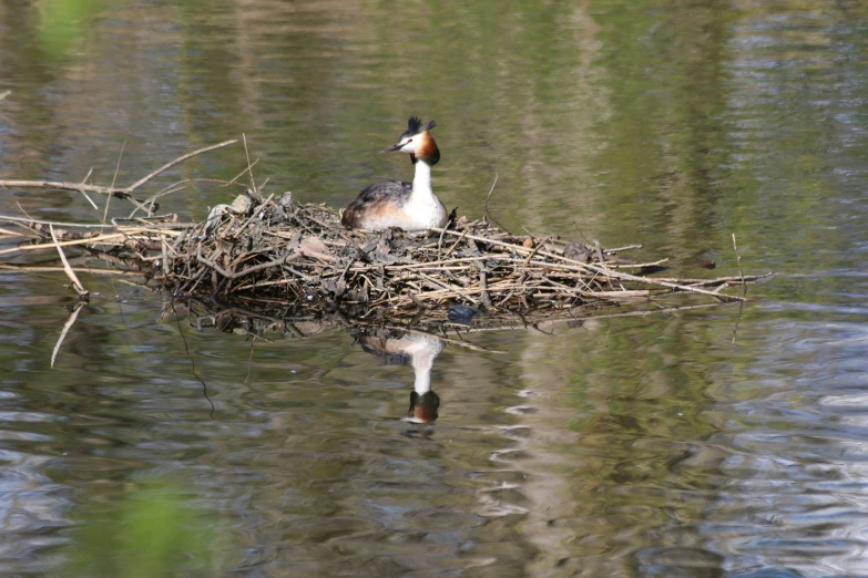 bird looking for food in nest in pond