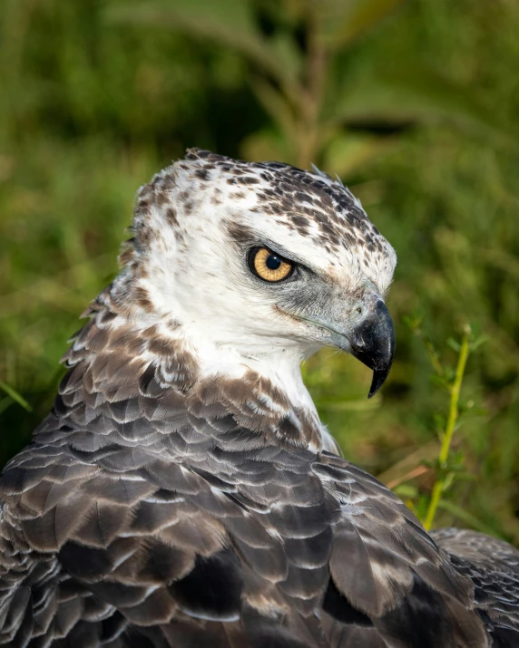 an owl with a wide open eyes, brown and gray wings, sitting in a green field