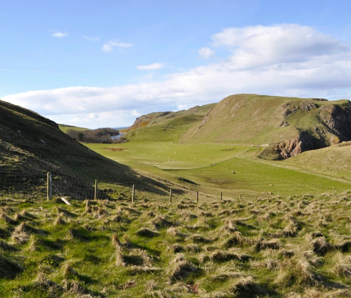 the sheep are grazing in a large pasture