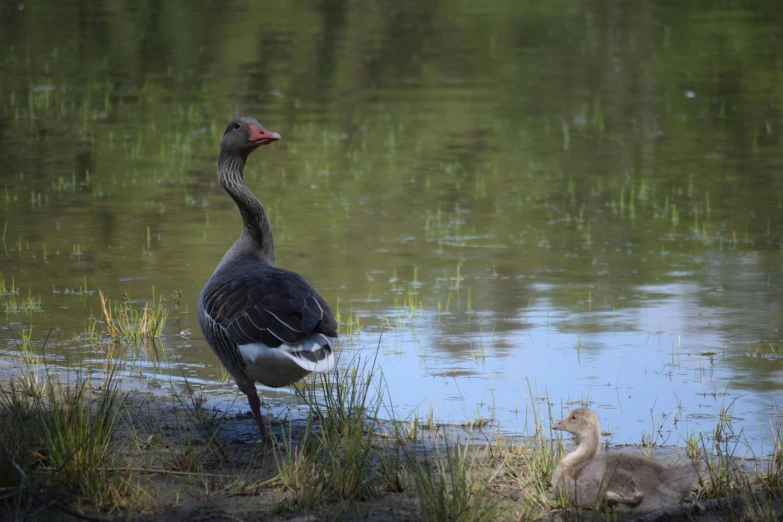 two geese in front of the water and two babies