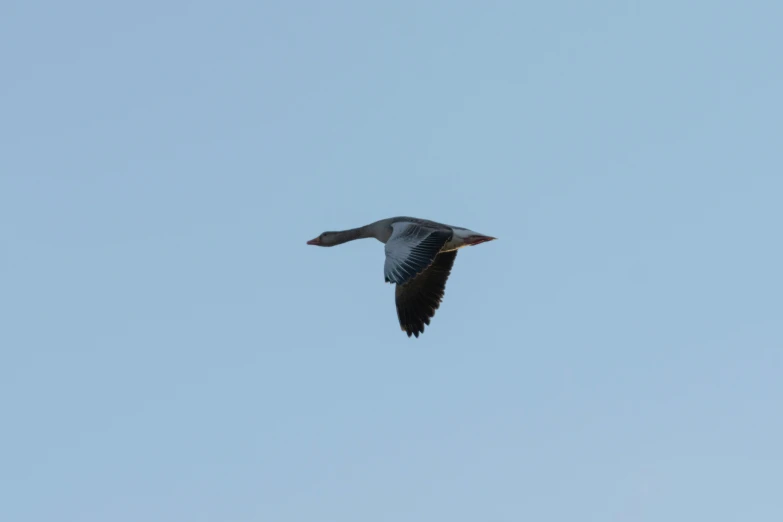 a small bird flying against a bright blue sky