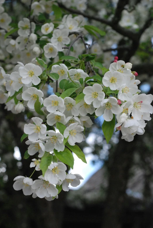 large white blossoms hanging from a tree nch