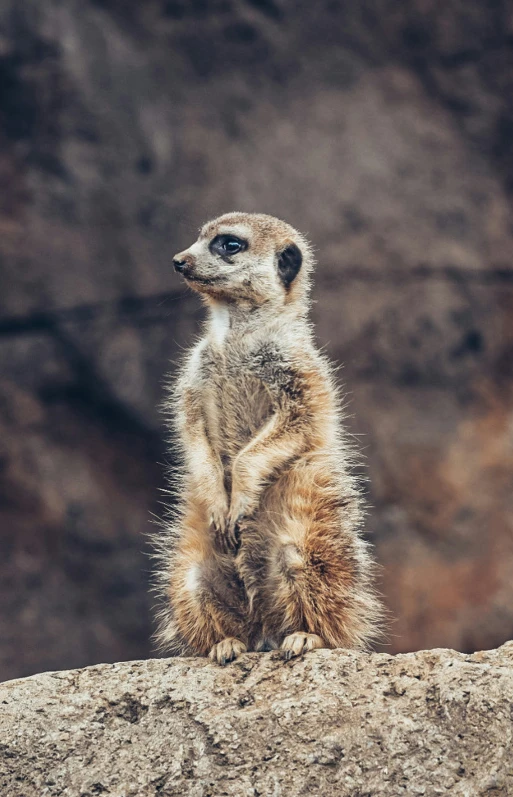a small animal standing on one leg
