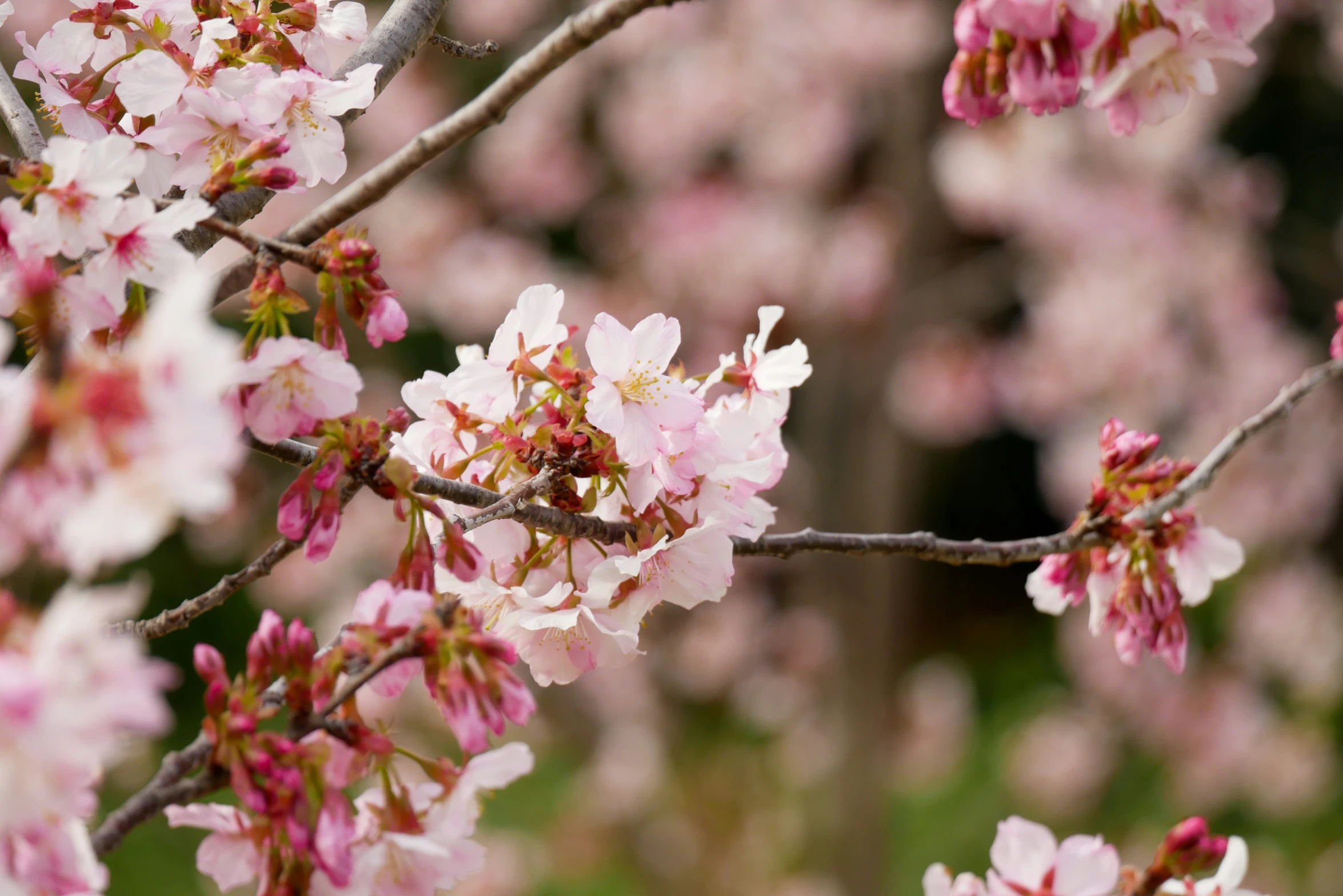 the small nches of the tree have blossoms on them