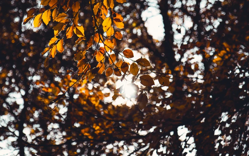 sunlight shining through the nches of trees in autumn