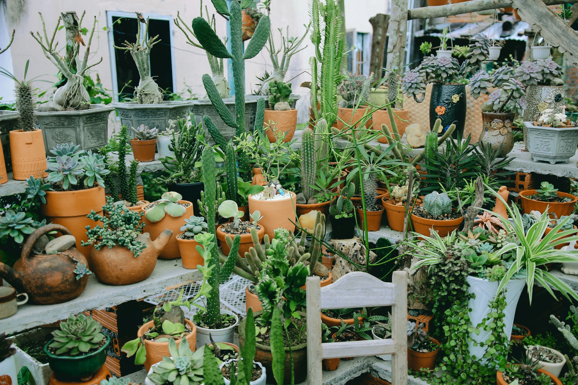 the indoor plants and cactus are displayed in pots