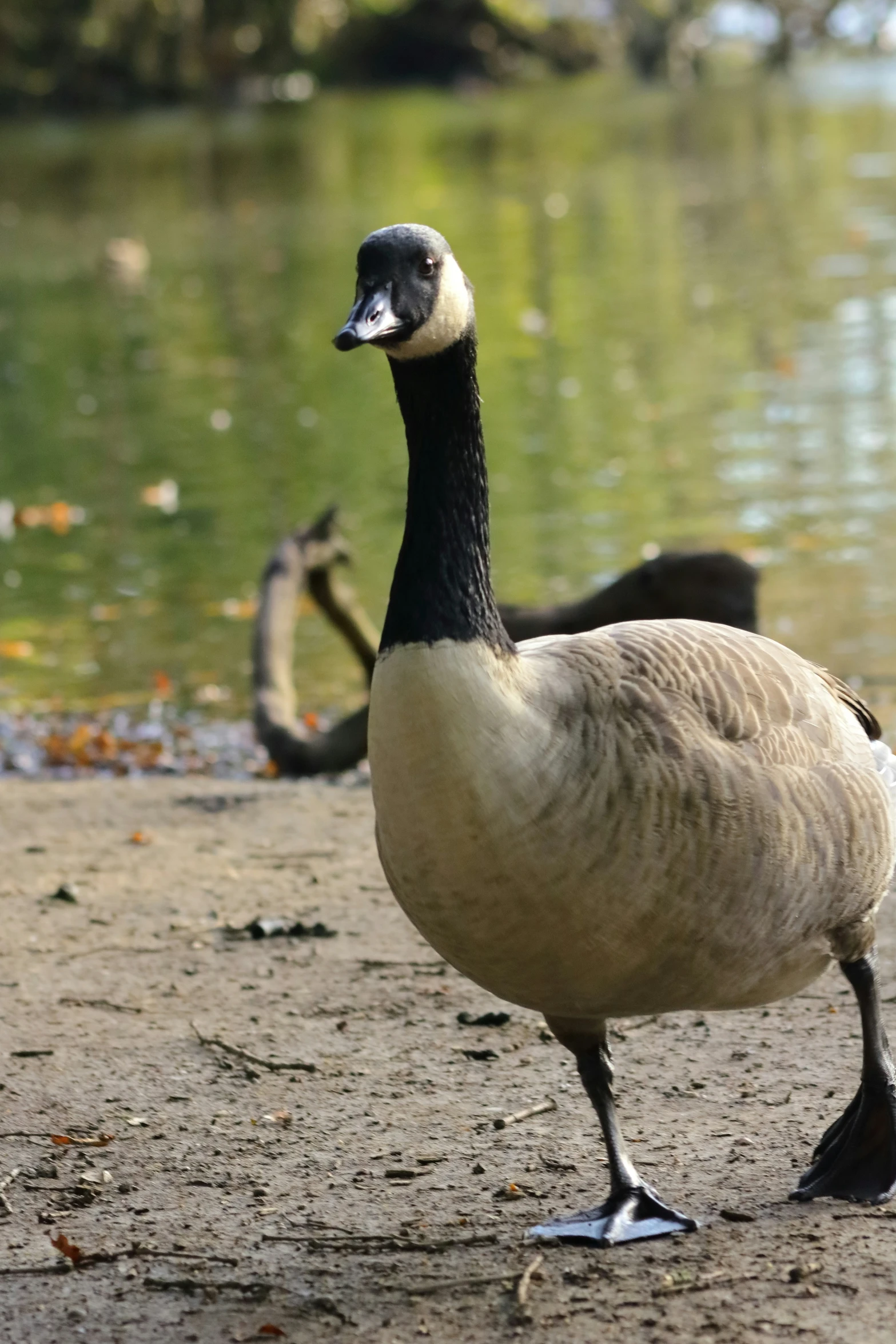 a duck walks beside a lake with dead leaves