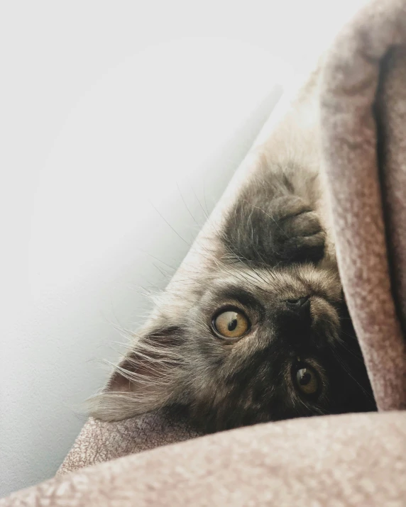 a cat peeking over the back of a blanket on a bed