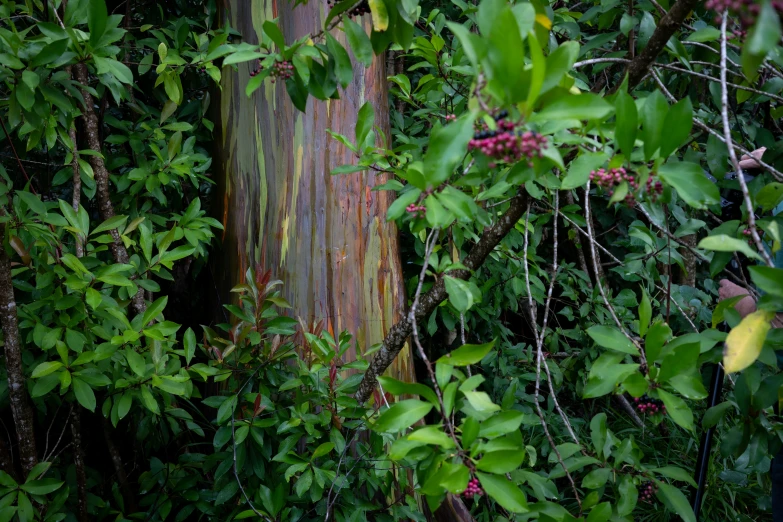 there is a stump that is in the middle of the jungle