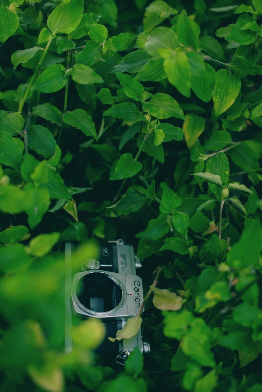 a camera sitting in the middle of some foliage