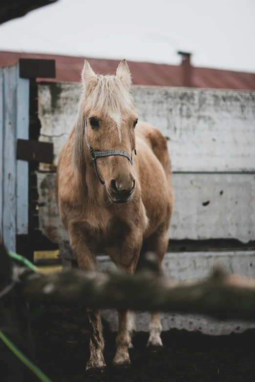 a brown horse walking into the barn