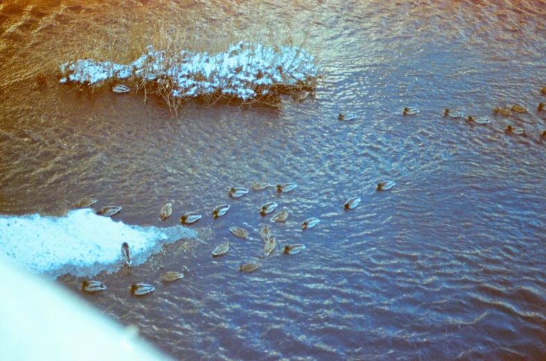 a flock of birds are swimming on the water