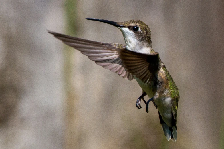 a hummingbird hovers into flight with wings extended