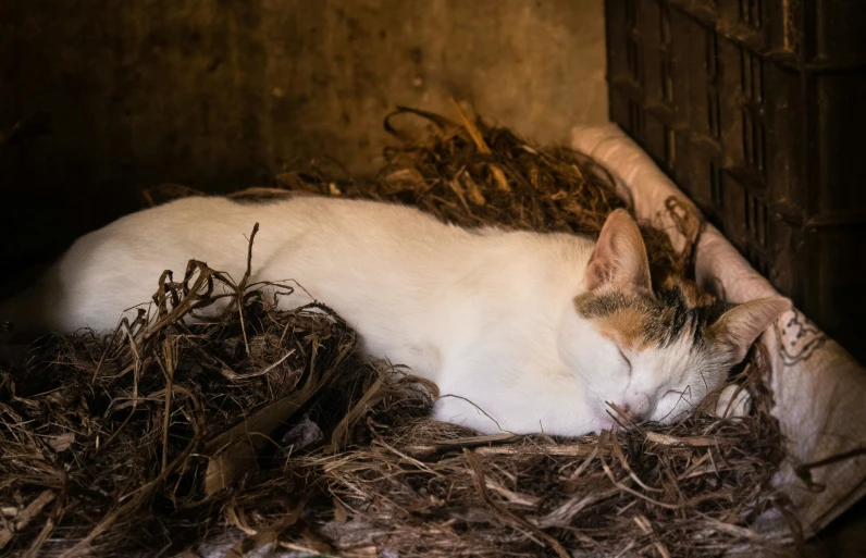 a white cat is sleeping in a small bed