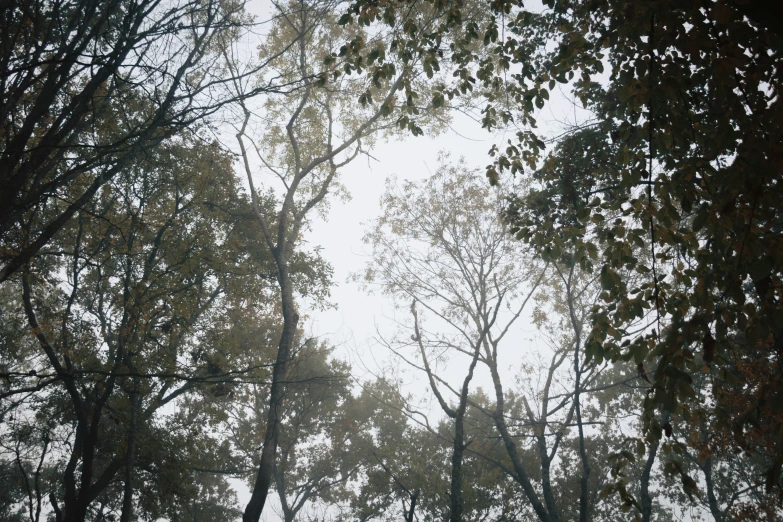 looking up at trees on a very foggy day