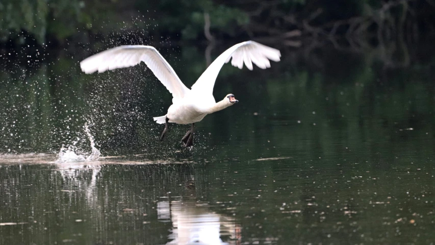 white bird with outstretched wings flapping its wings into water