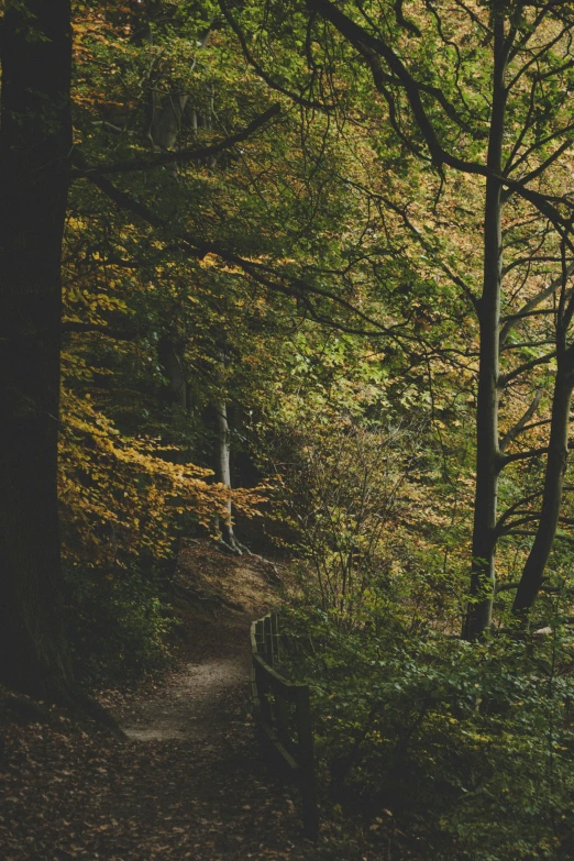 two people on a trail near a bunch of trees