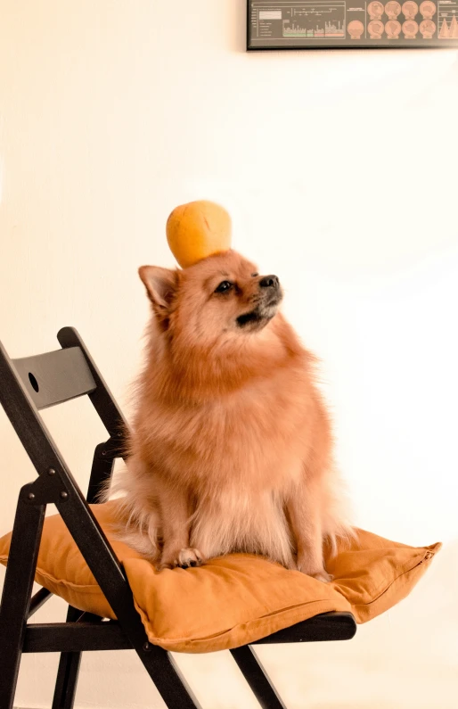 a small dog sitting on top of a black and brown chair