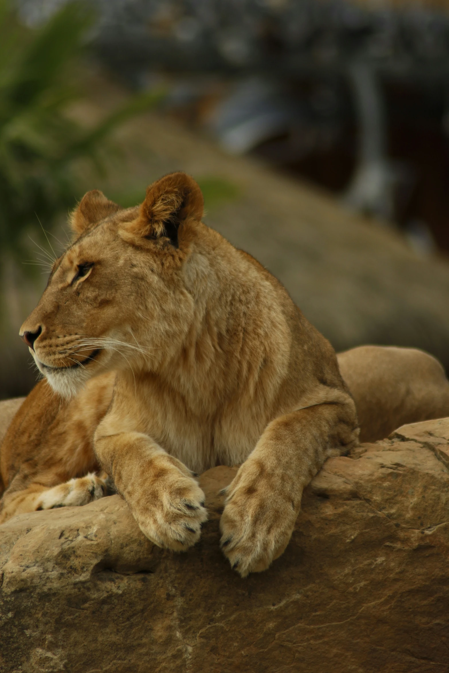lion cub resting on rock with palm trees in background