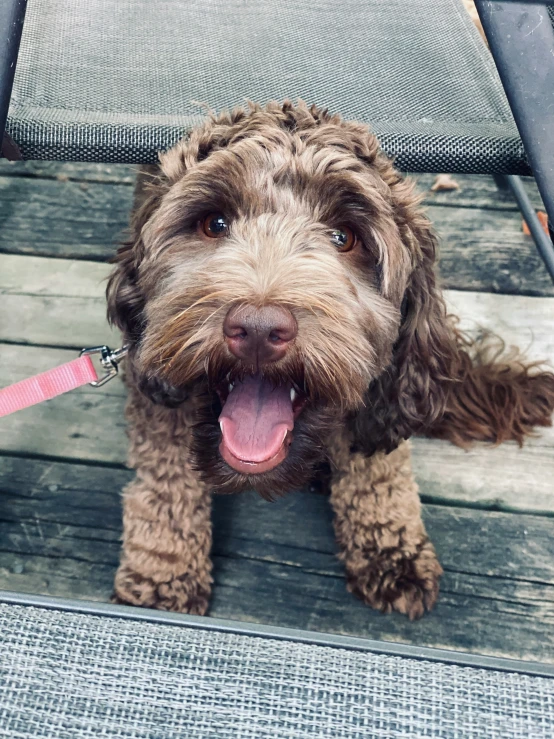 small brown dog with tongue sticking out sitting on top of chair