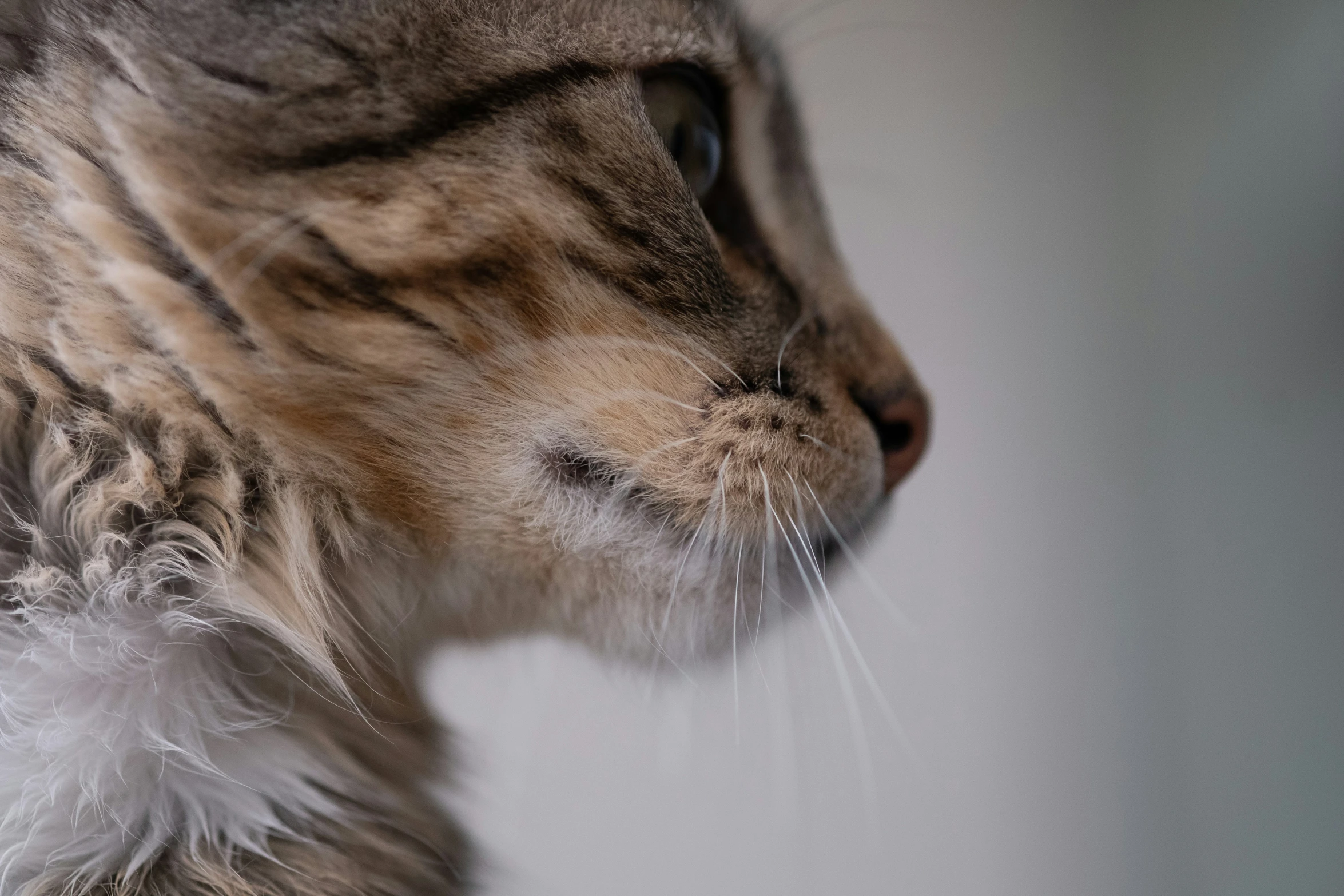 the profile of the tabby cat is shown