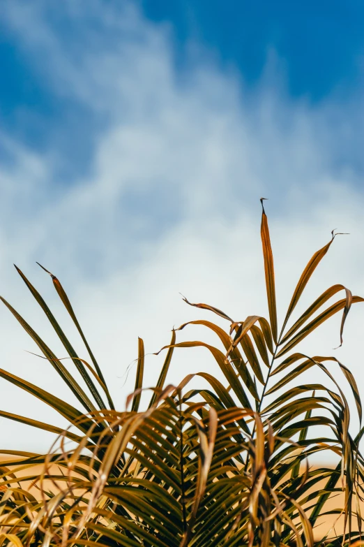 some large palm leaves and a big blue sky