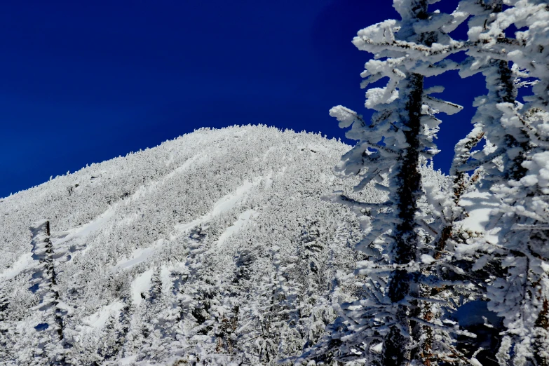 there are trees and a mountain covered in snow