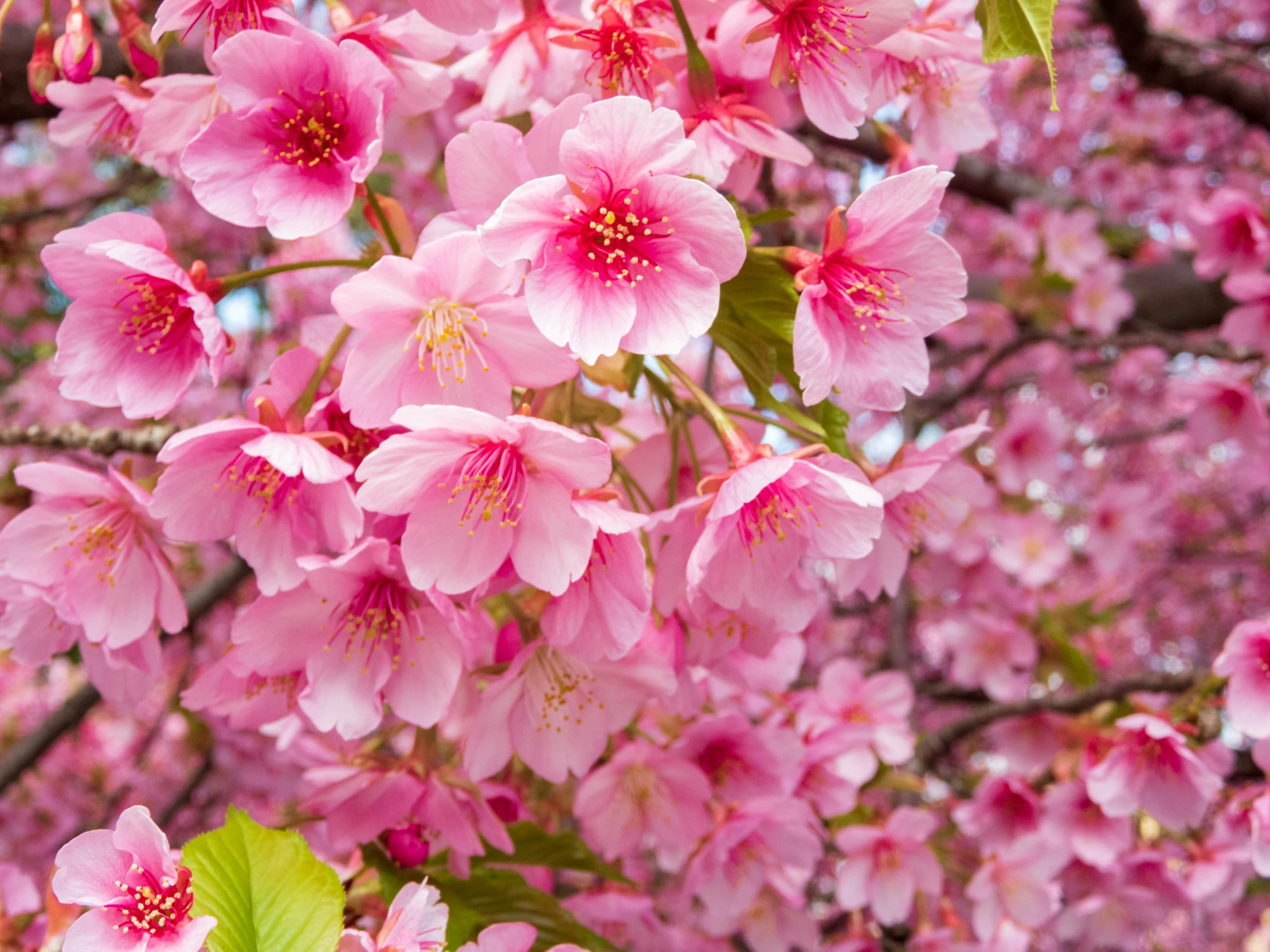 pink flowers blooming on the tree in spring