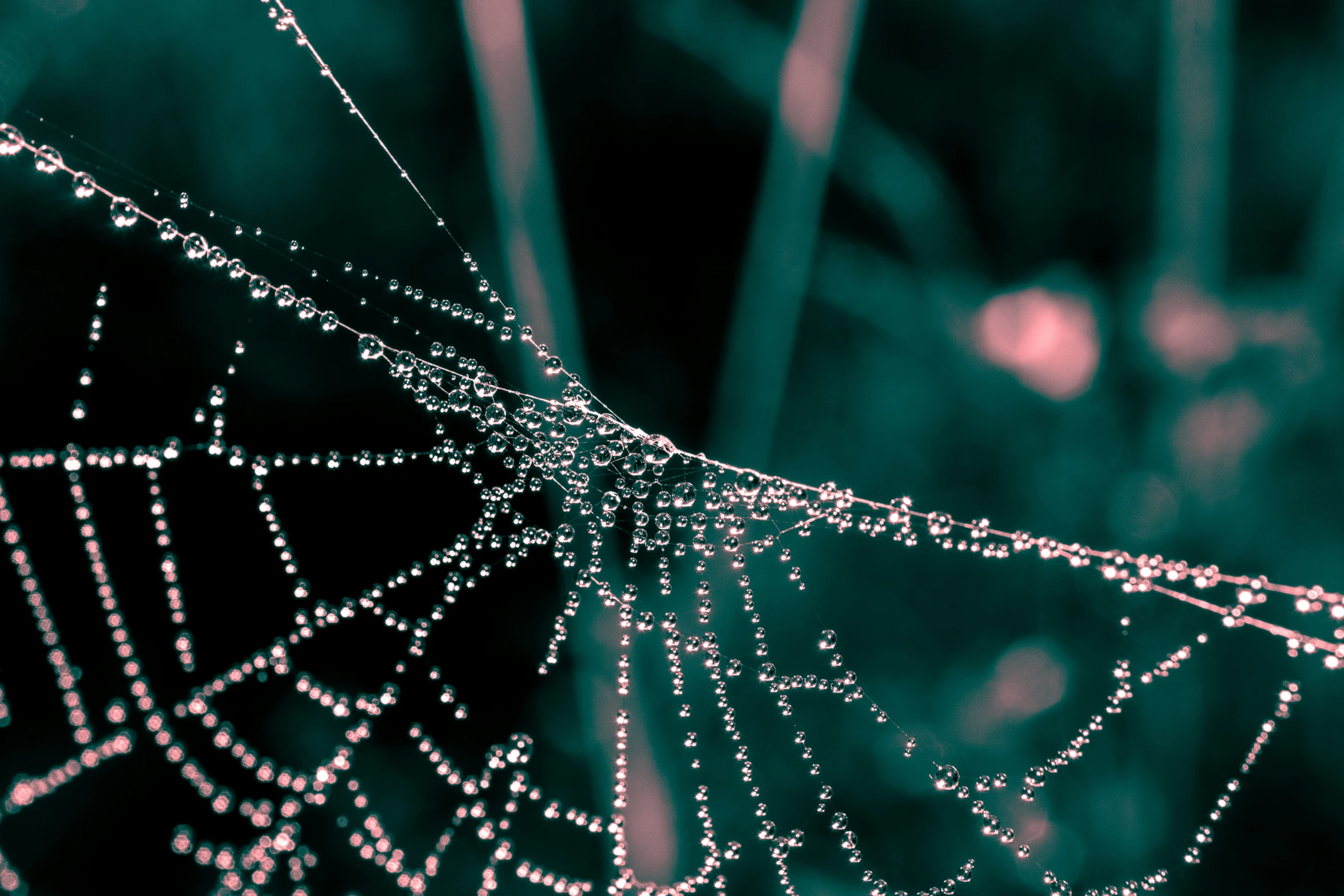 dew - like spider web covered in little droplets of water