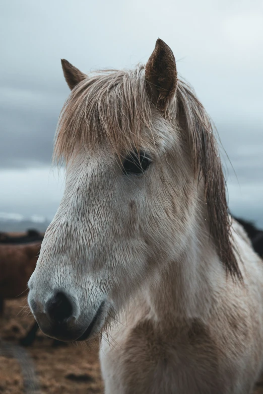 the close up of a horses face in front of dark clouds