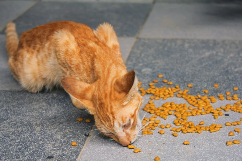 a cat sniffing into the corn on the ground