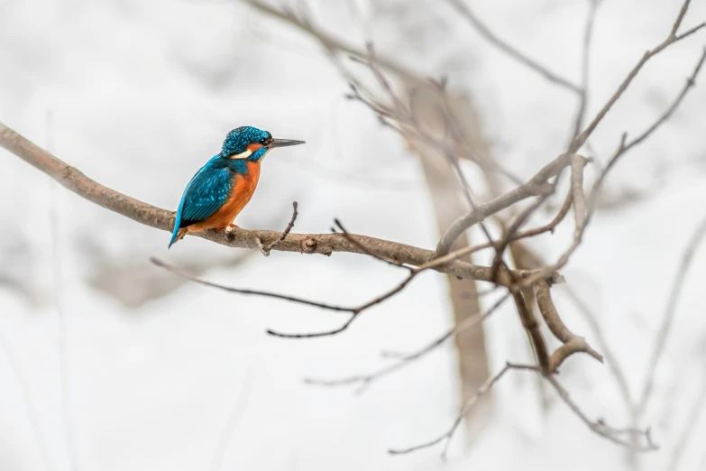 a small blue and orange bird sitting on a nch